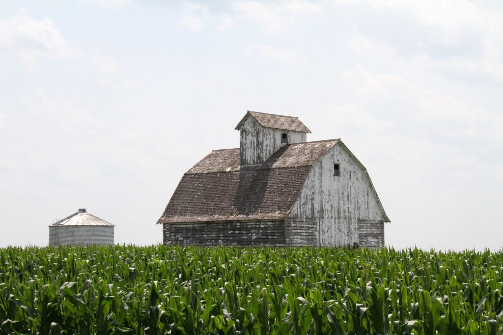 Iowa farmhouse with corn