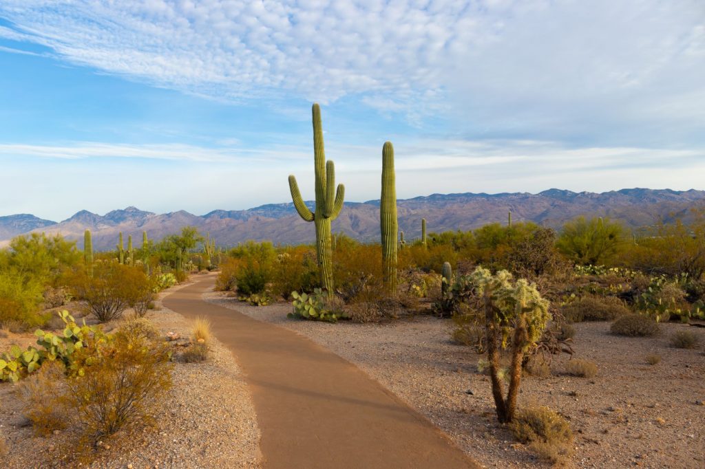 Cactus-lined dirt path in Arizona.