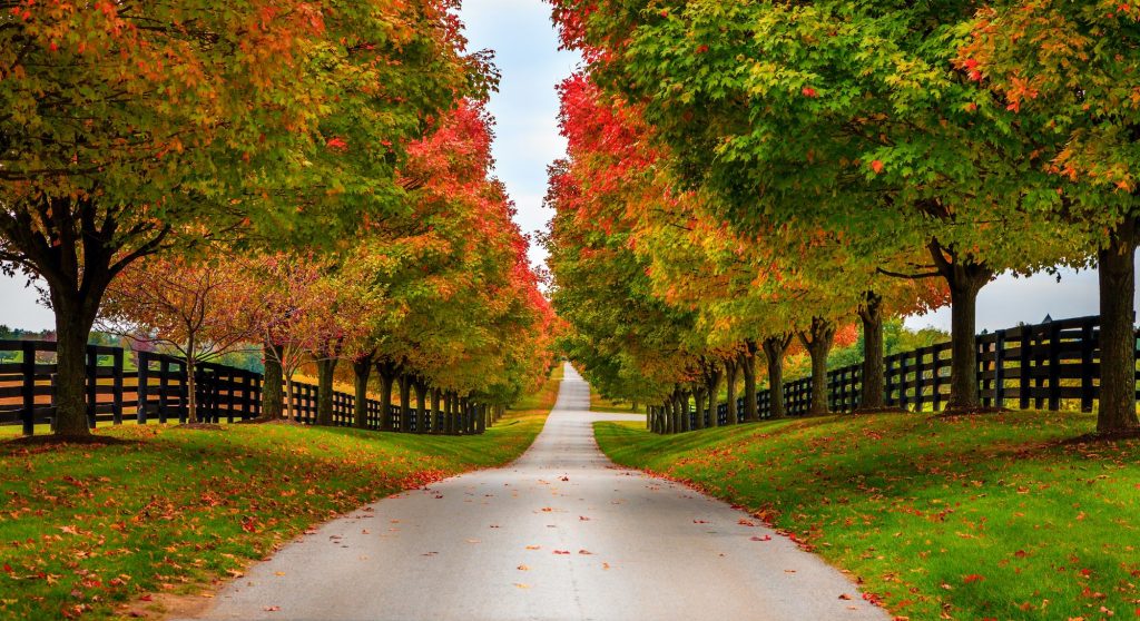 Country road, framed by autumnal trees, in Kentucky.