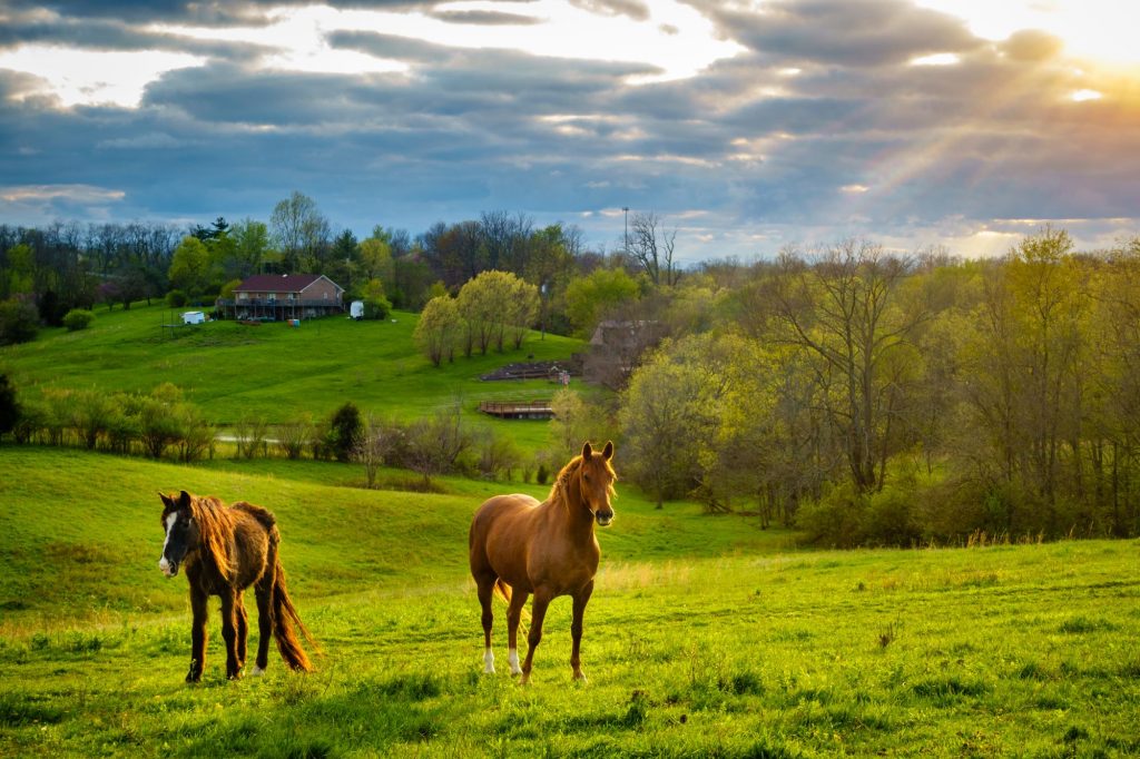 Chestnut horses grazing in the rolling hills of Kentucky.