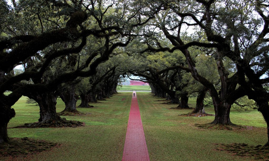 Live oaks in Louisiana. 