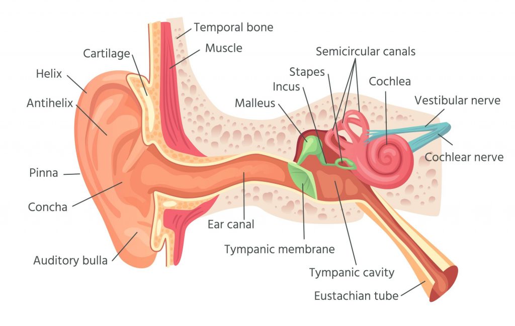 Anatomy of a human ear.