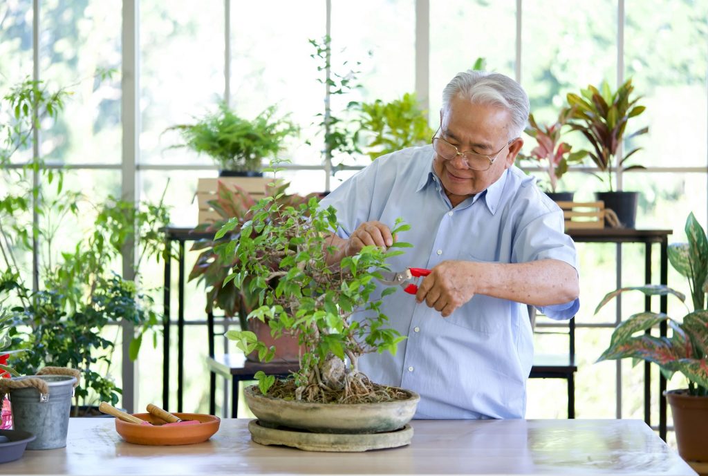 Older Asian gentleman with mobility issues pruning a bonsai tree in conservatory. 