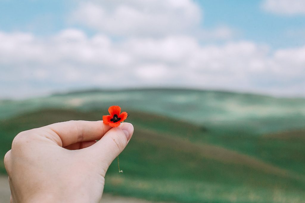 tiny red flower between fingers