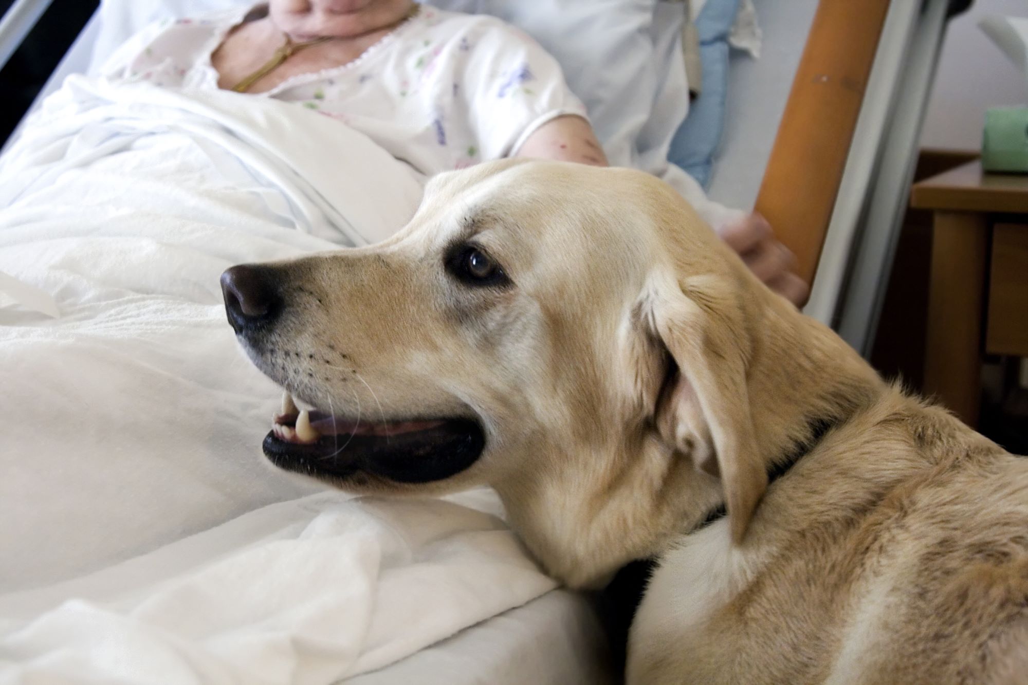 What Makes a Great Therapy Dog?
