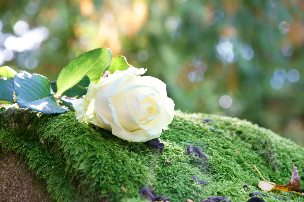 funeral flower on a grave outside, white rose