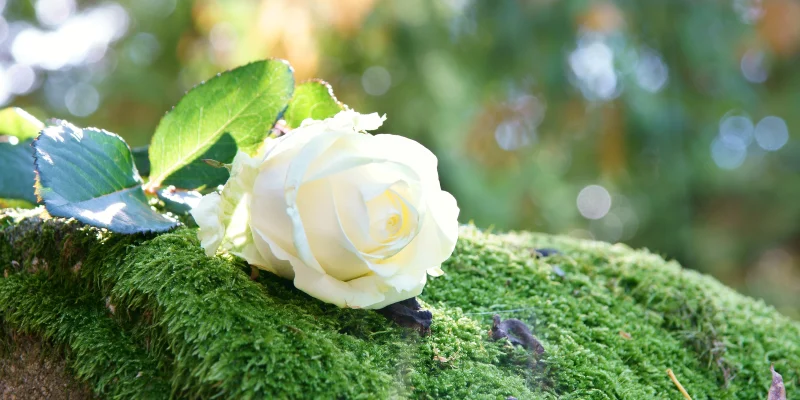 funeral flower on a grave outside, white rose