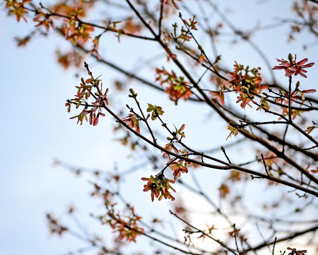 fall tree