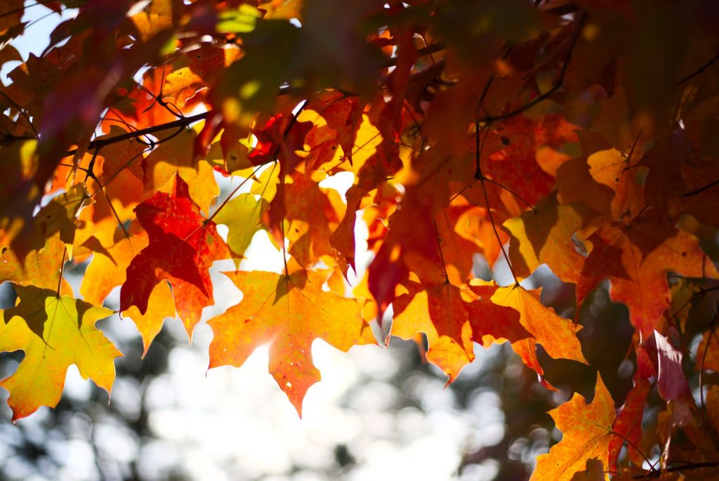 fall leaves and sunshine