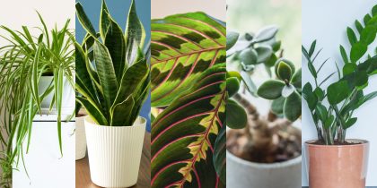 houseplants collage