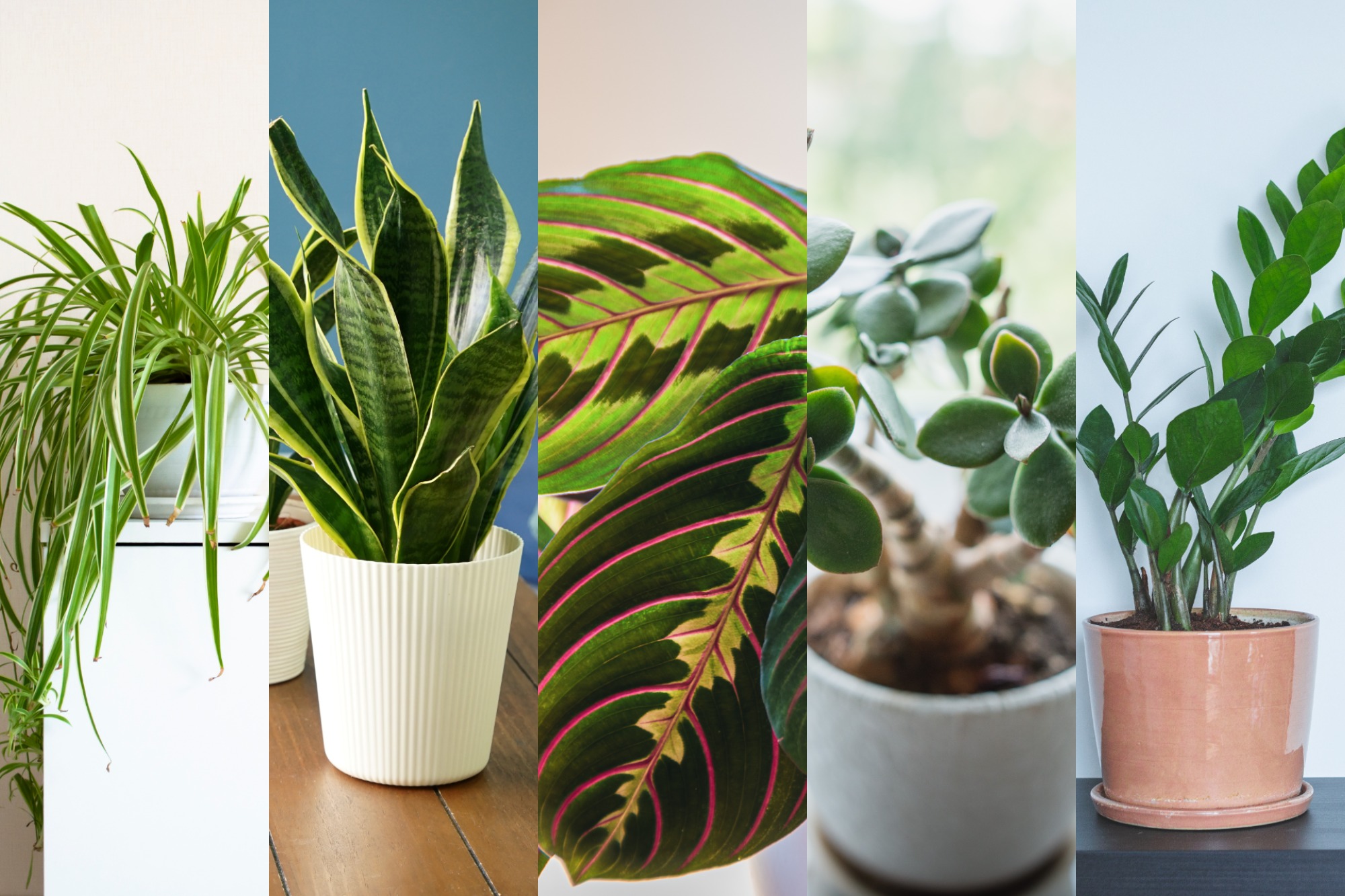 houseplants collage