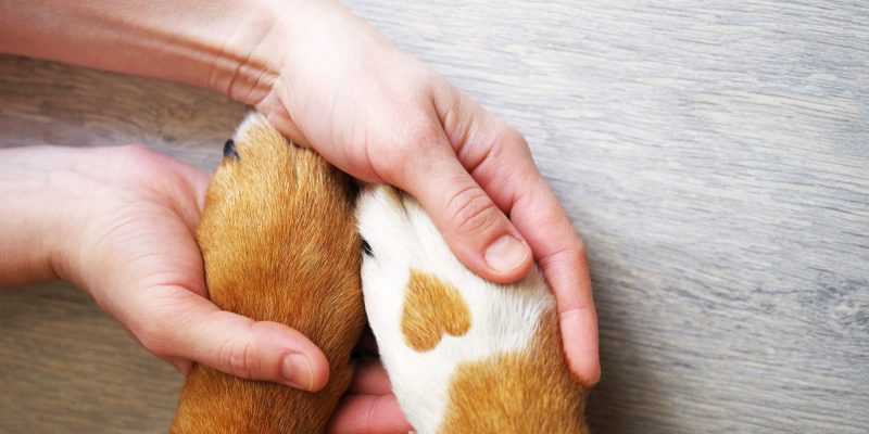 emotional support paws