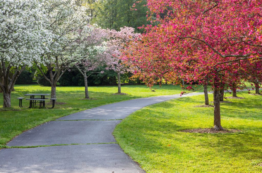 Park trail with pretty blooming trees