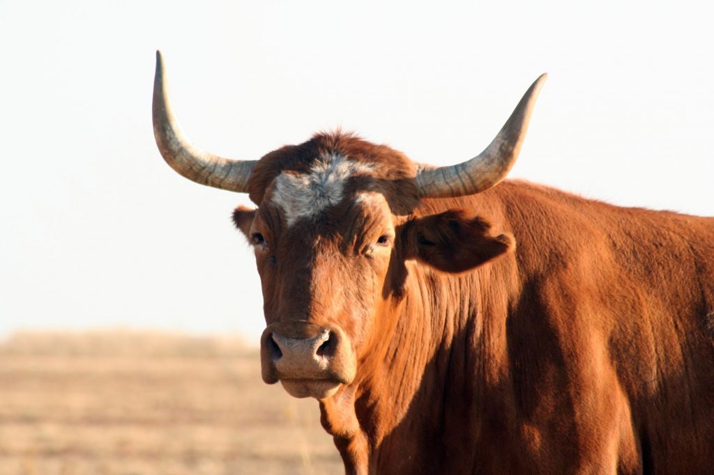 Texas longhorn