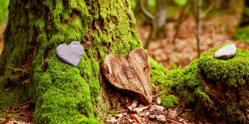 moss covered tree with hearts