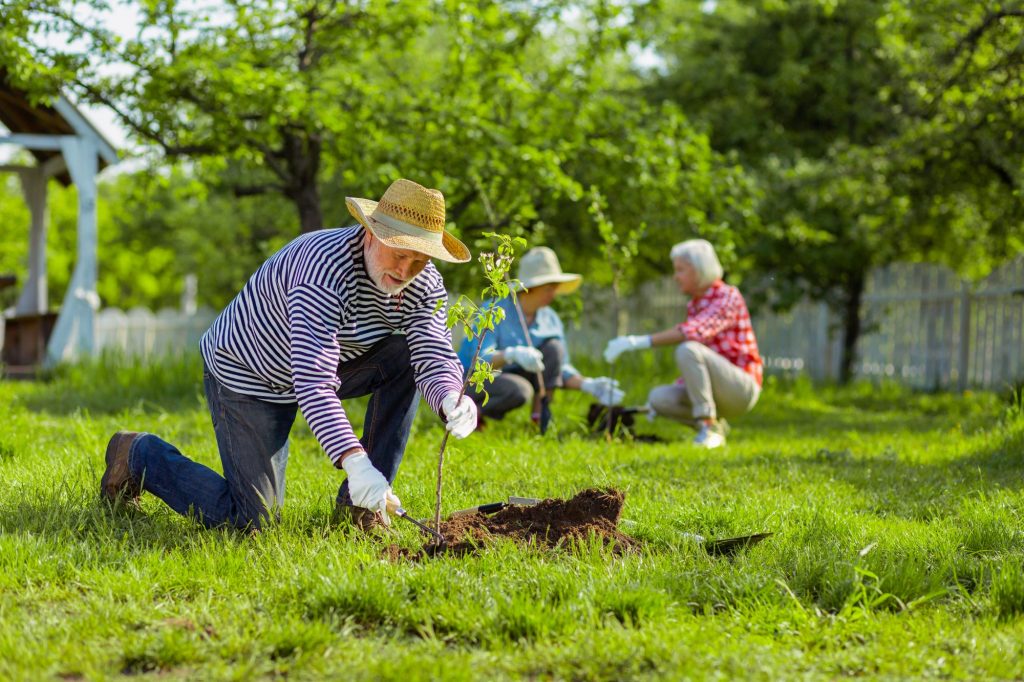planting a tree