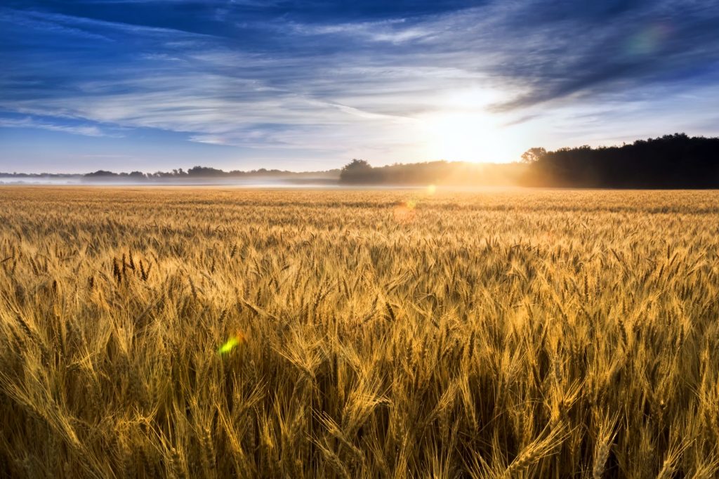 Kansas wheat field