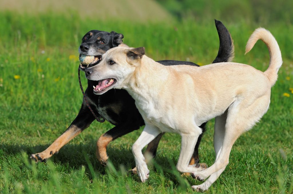 dogs playing