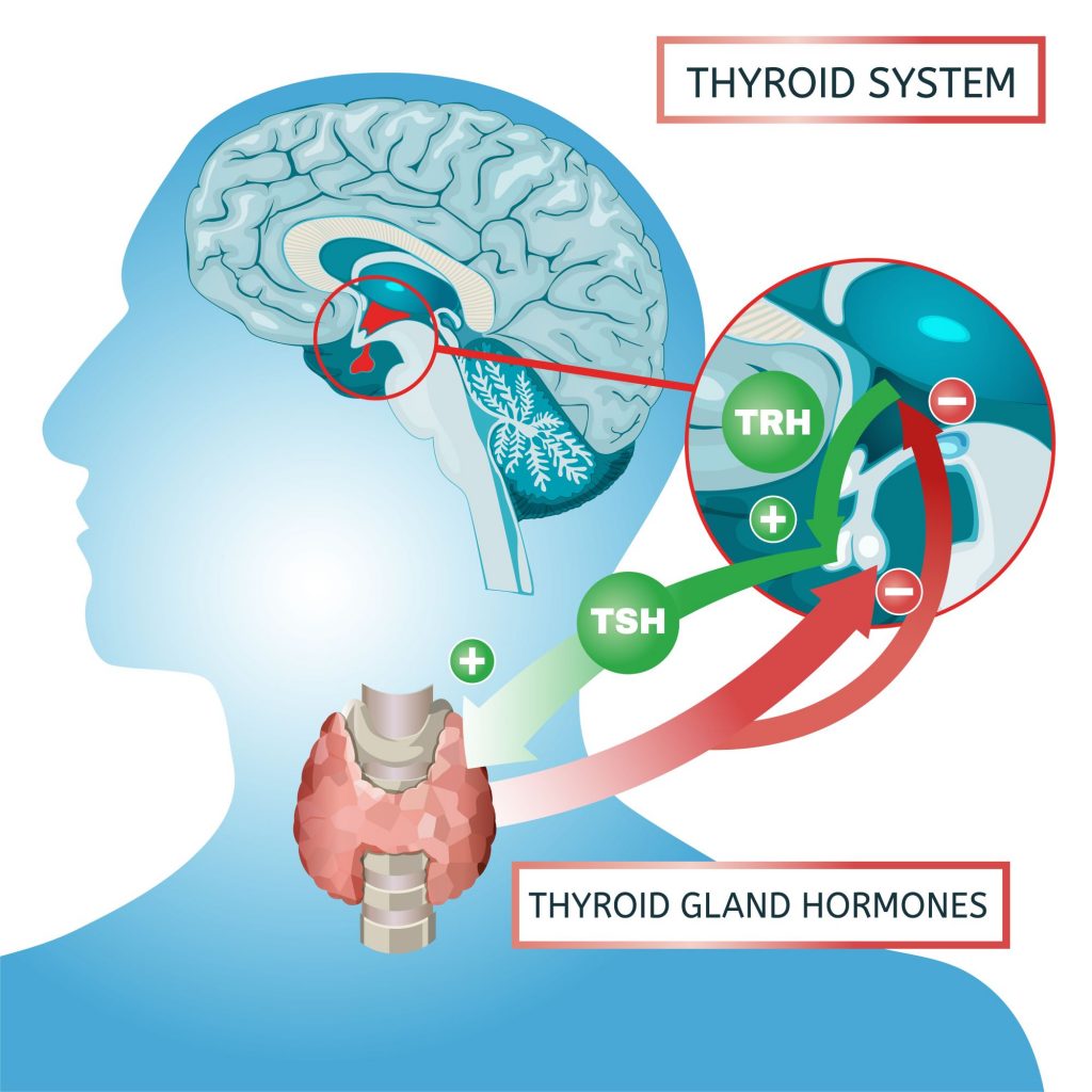 thyroid info graphic