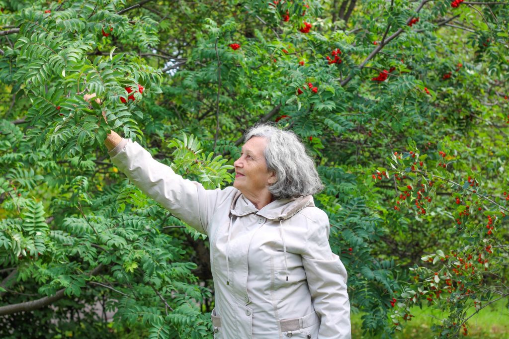 elder woman with gray hair picking berry off a tree in autumn