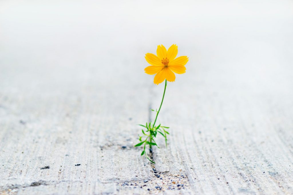 flower growing from crack in the street