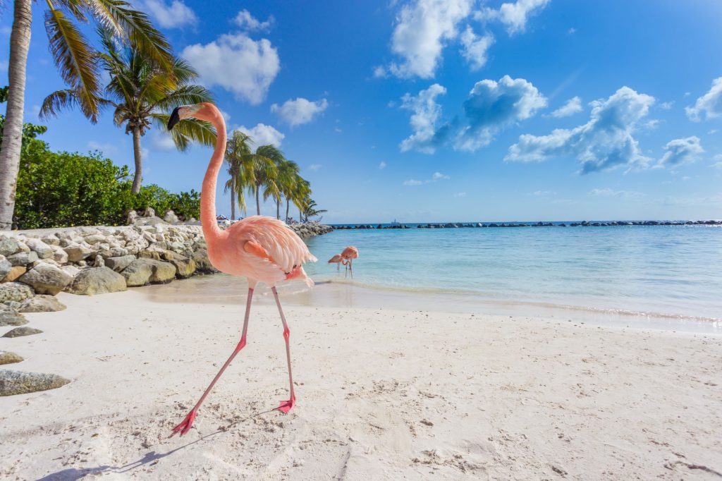Aruba beach, flamingo.