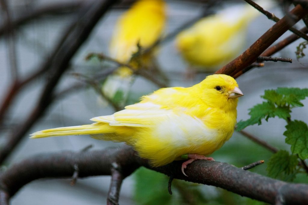 canaries resting in nature