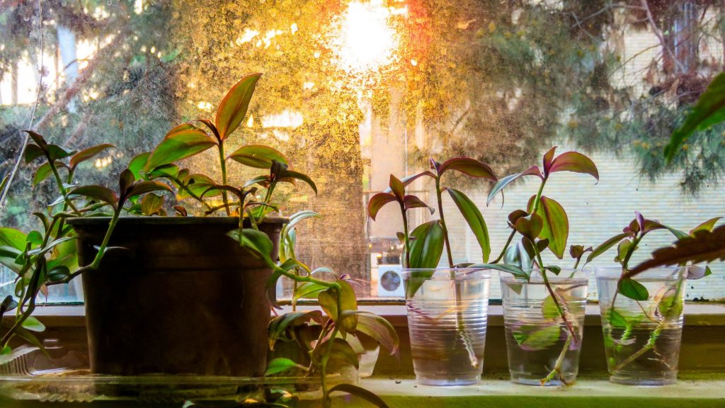 propagated plants sitting in the sun