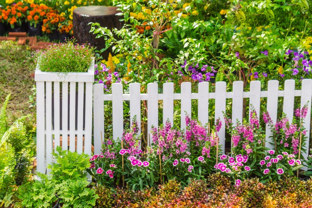 garden and fence
