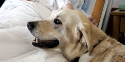 therapy dog at bedside