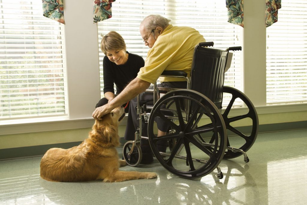 therapy dog with man in a wheelchair