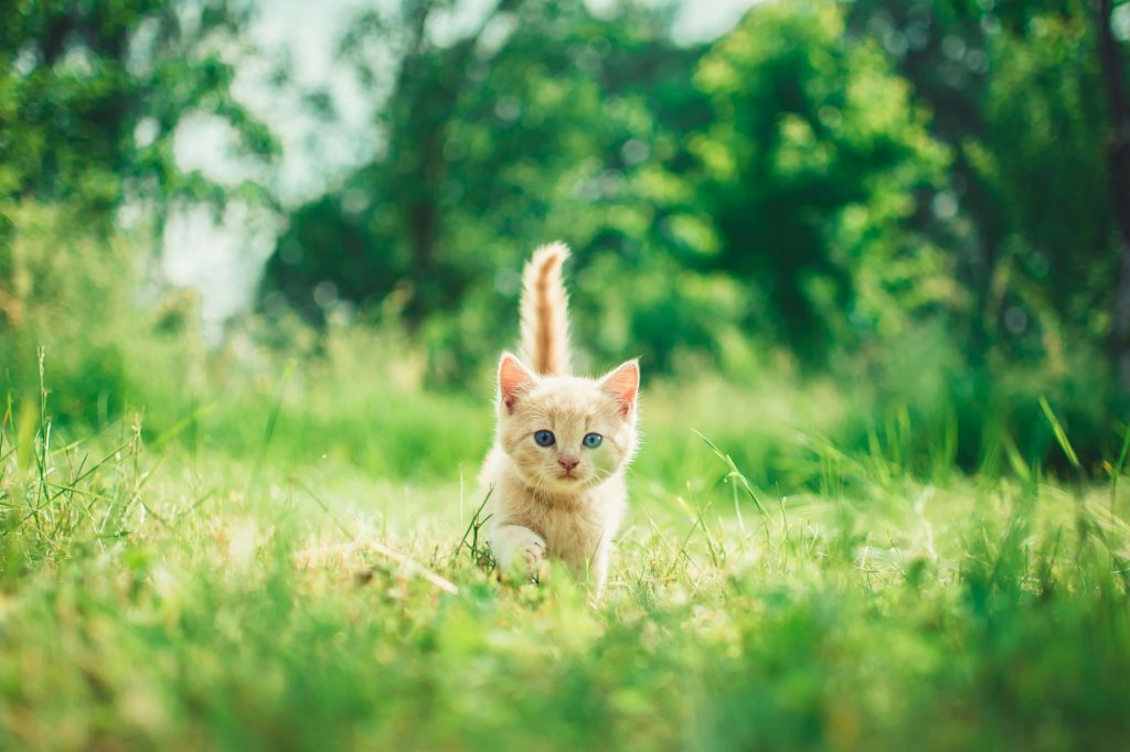 cat in grass