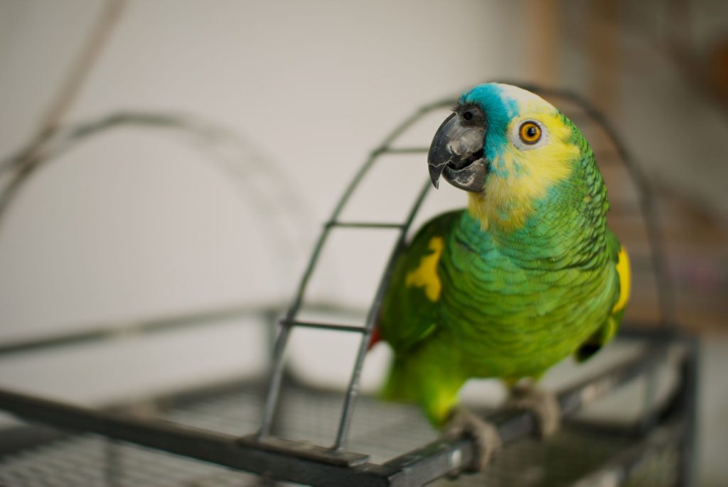 cute bird with green and yellow body and blue by beak