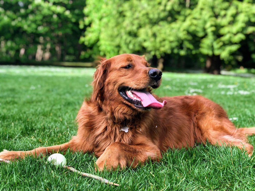 golden at a park