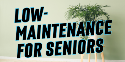 low-maintenance houseplants for seniors youtube thumbnail