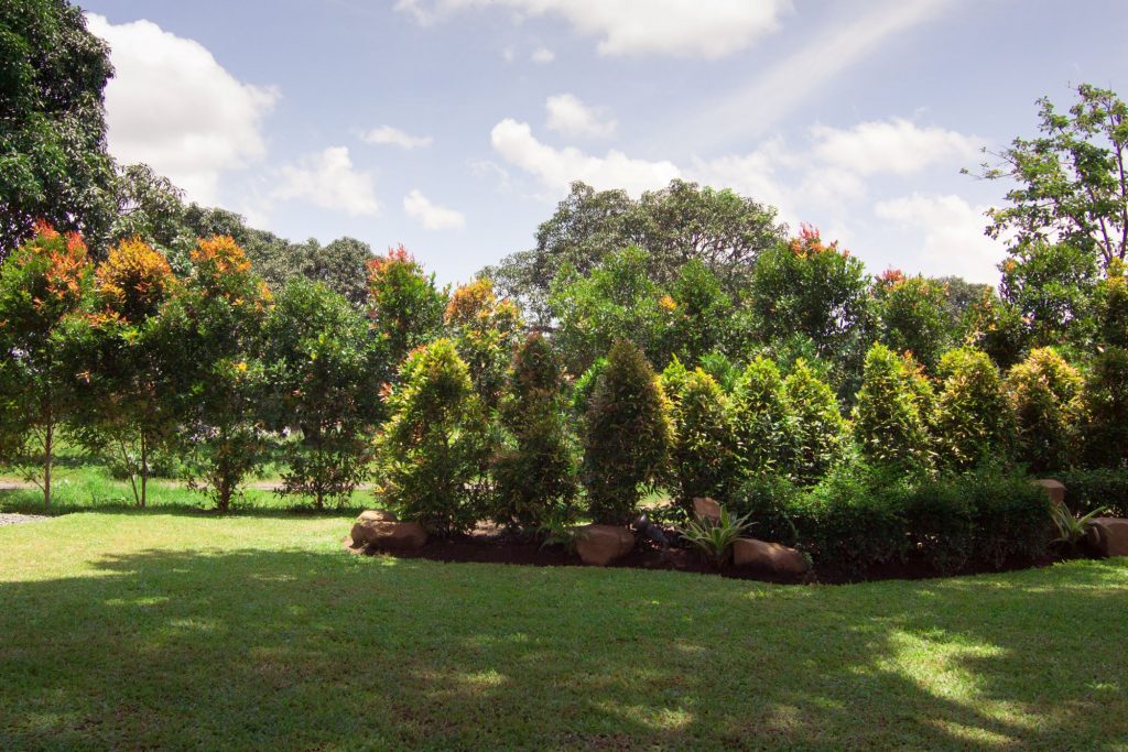 trees in a large expanse of grass