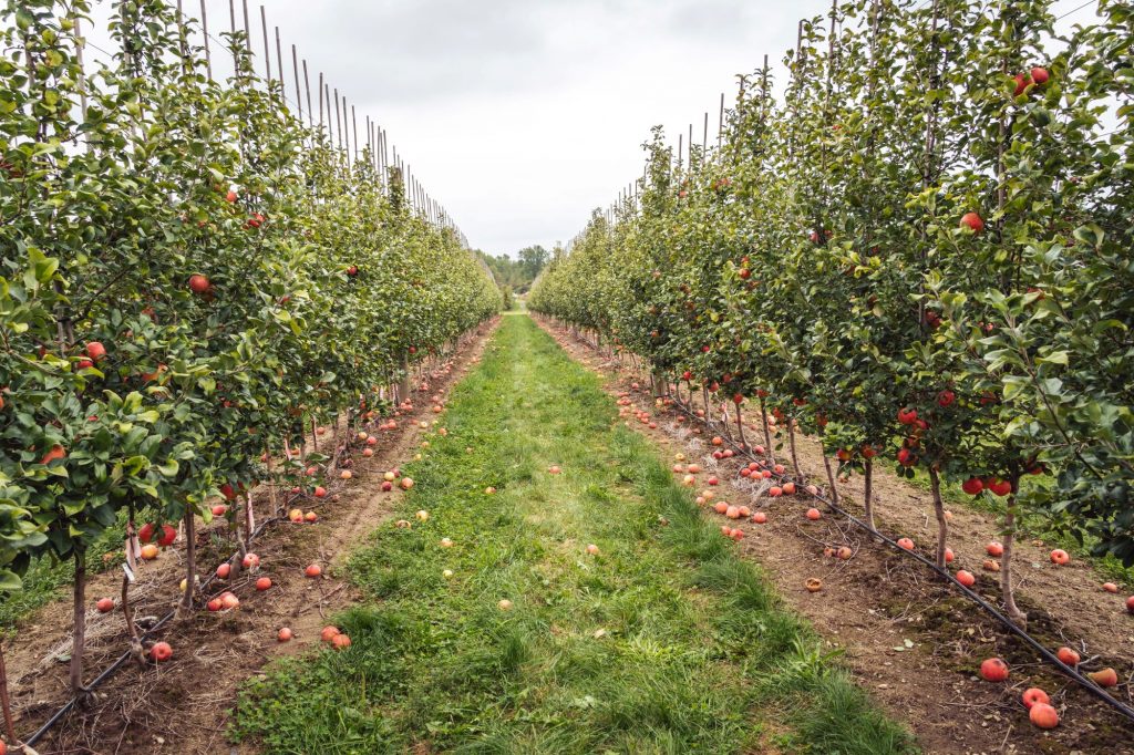 apple orchard