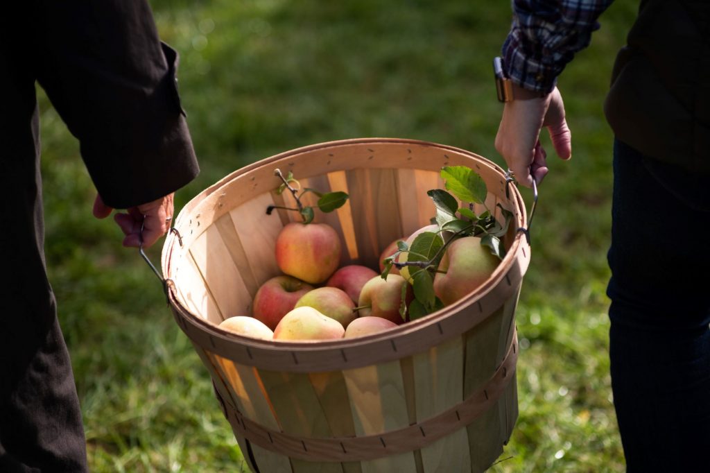 apples in a basket