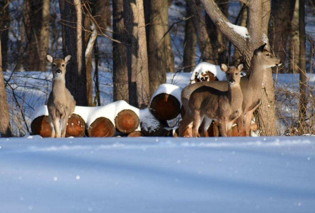 snow and deer