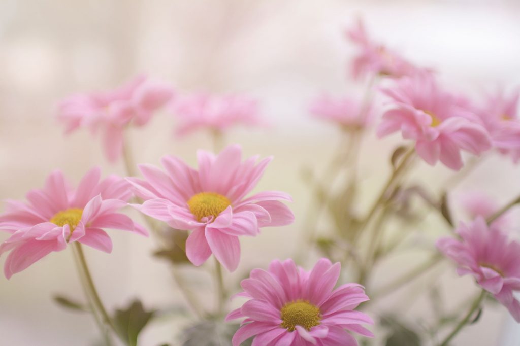 pink flowers