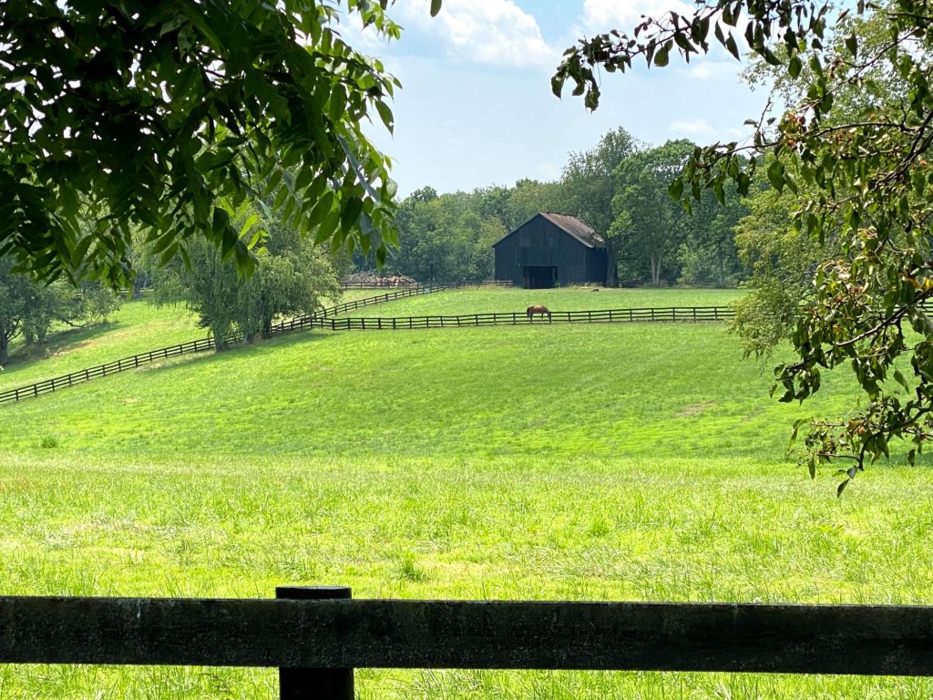 horse on a farm