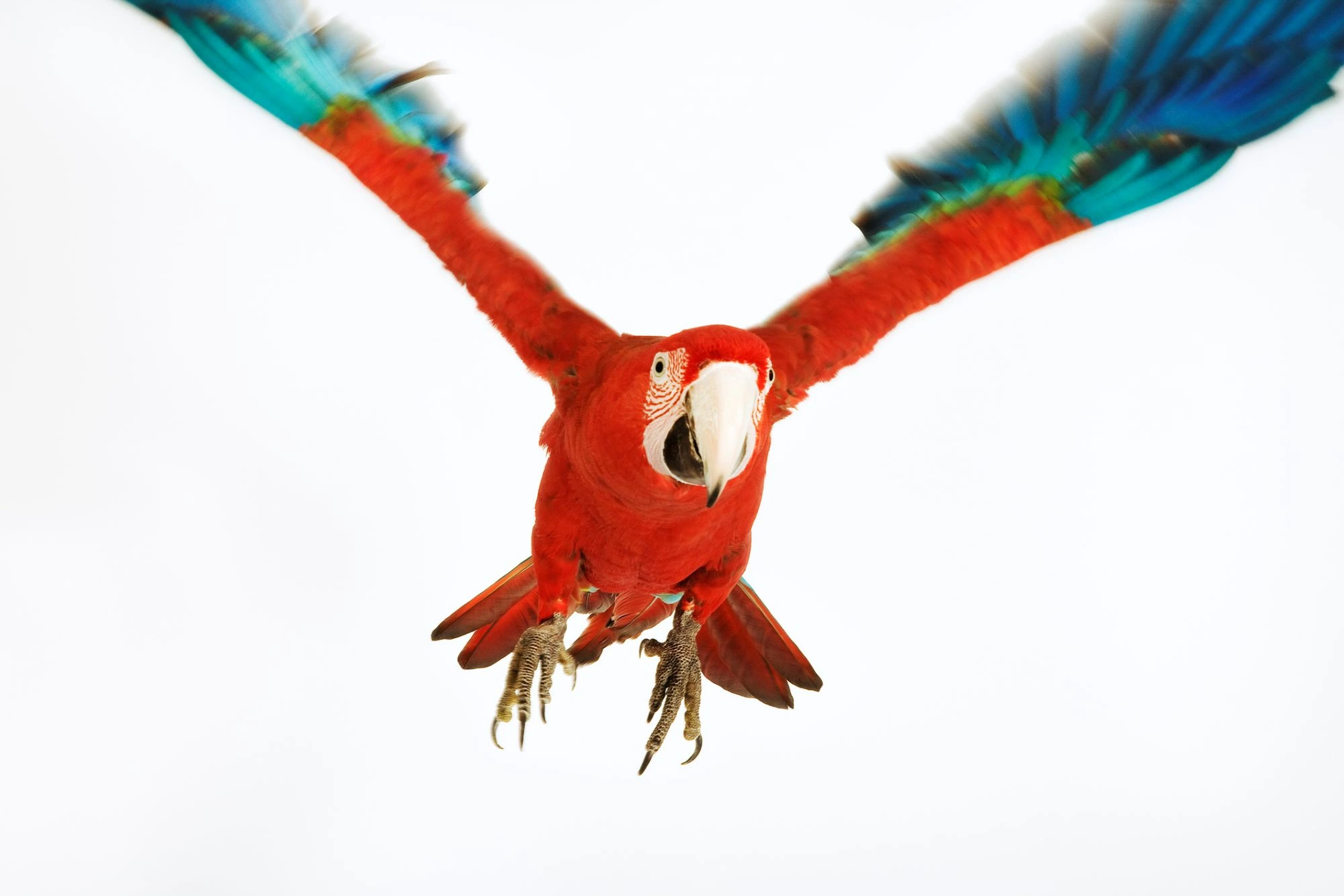 red macaw in flight