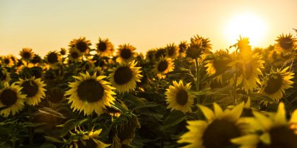 sunflowers