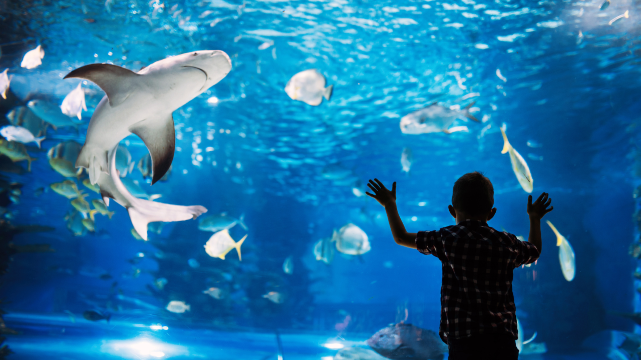 acquarium