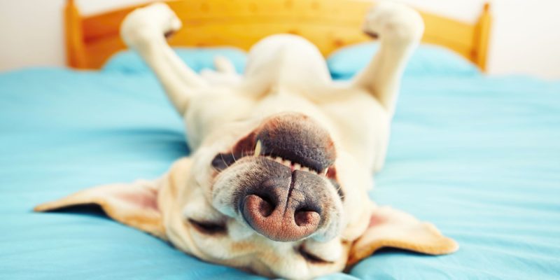 happy dog lying on back on a bed with blue sheets