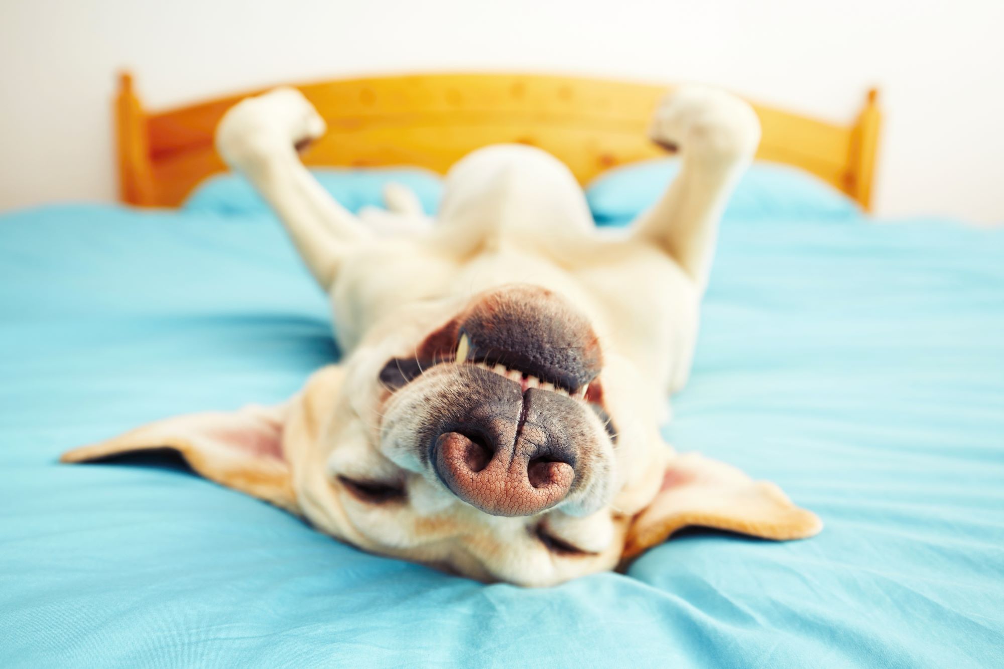 happy dog lying on back on a bed with blue sheets