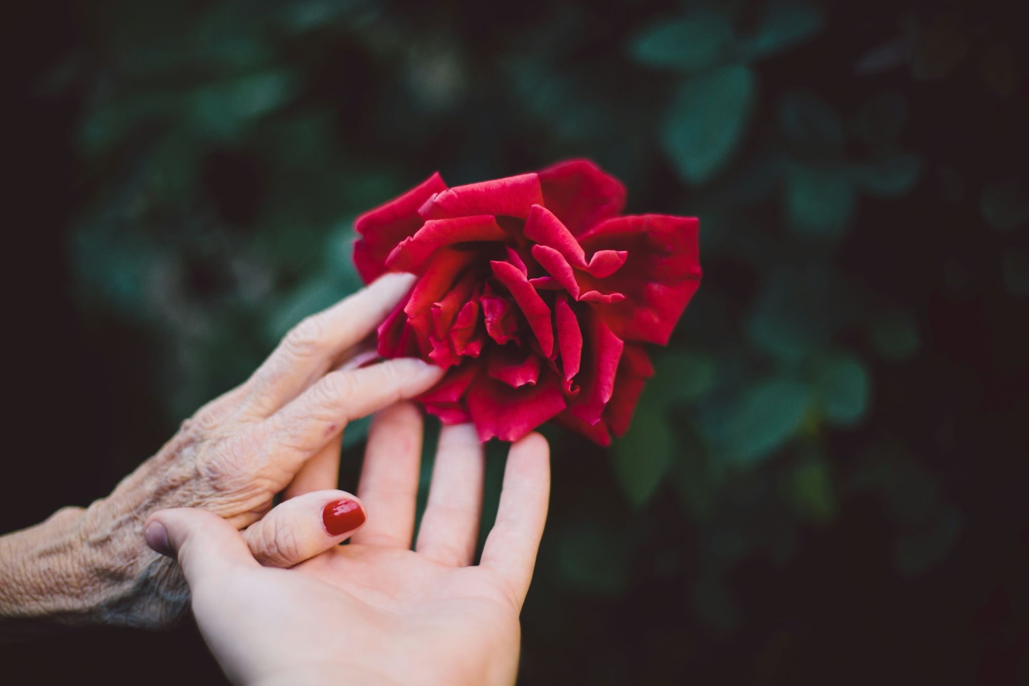 older and younger hands holding a bloomed red rose