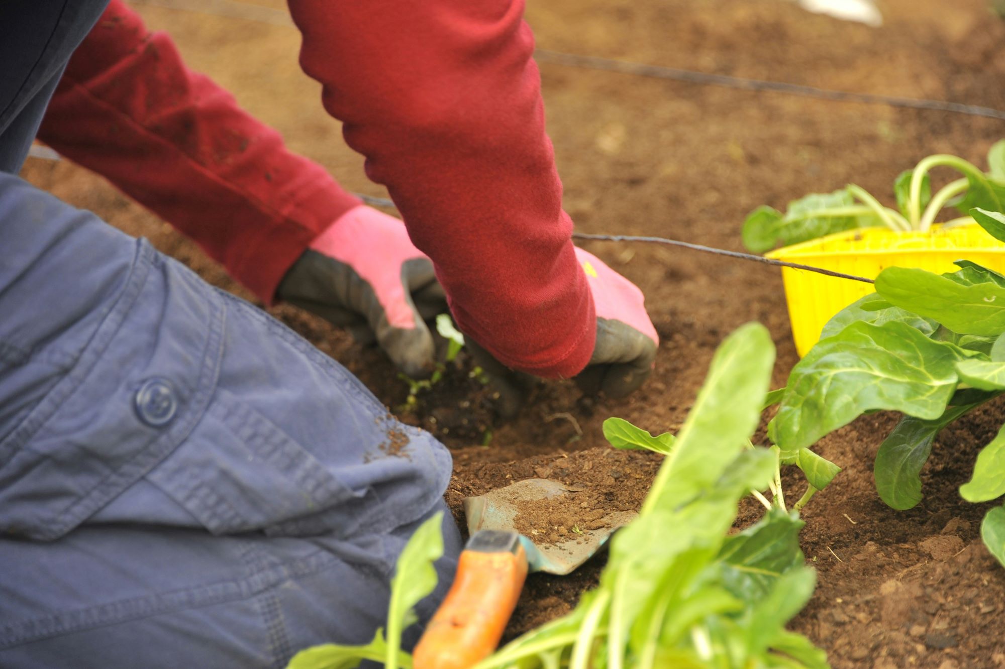 gardener digging in the dirt