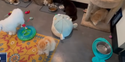 Florida Woman Leaves Fortune To Cats