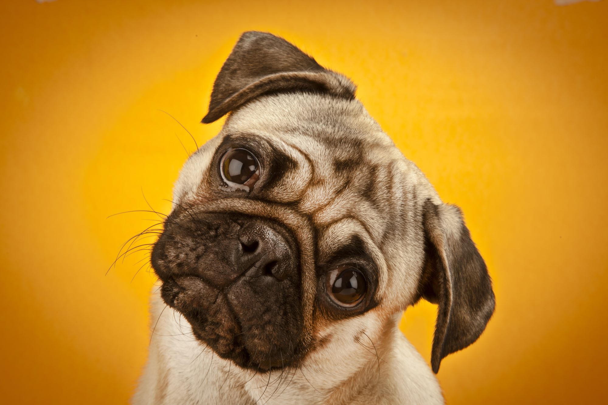 pug with head tilted to the right, yellow background